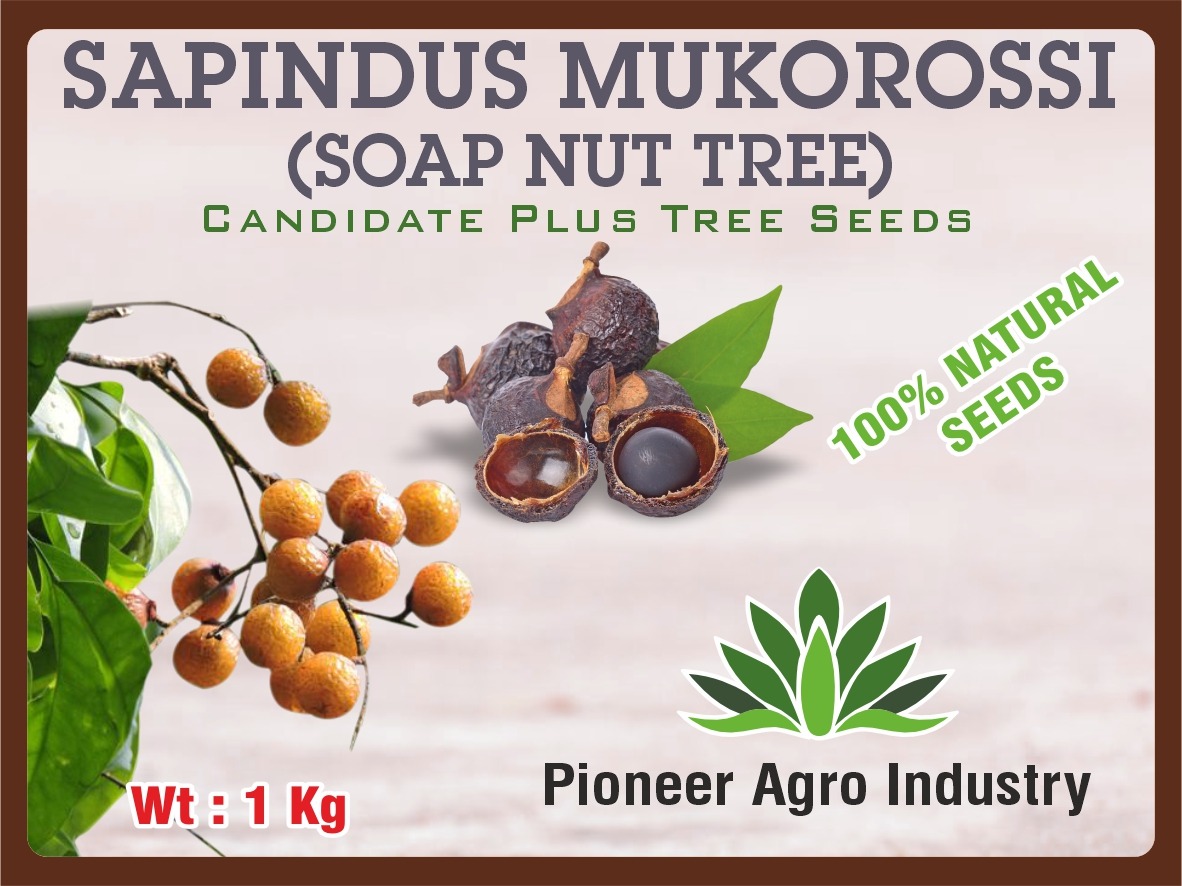 Soapnut tree