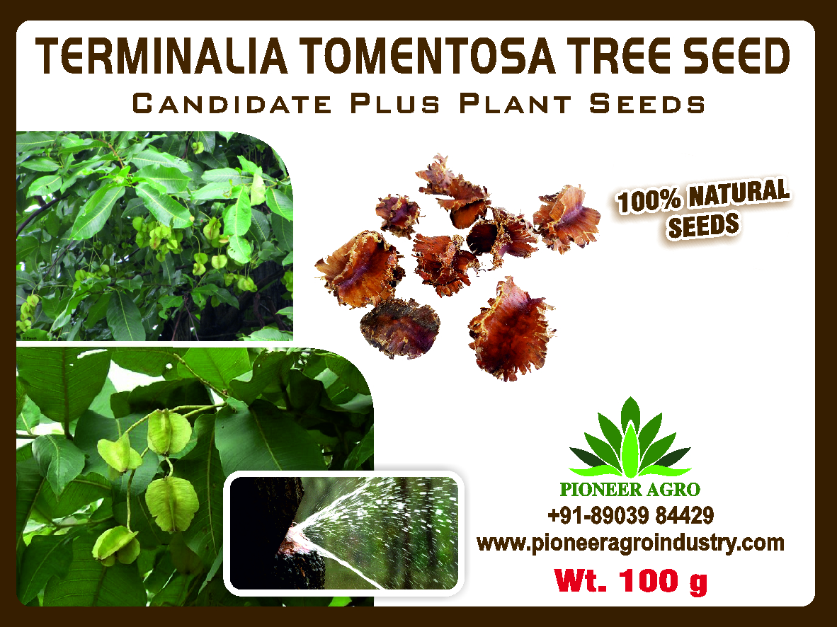 Terminalia Tomantosa