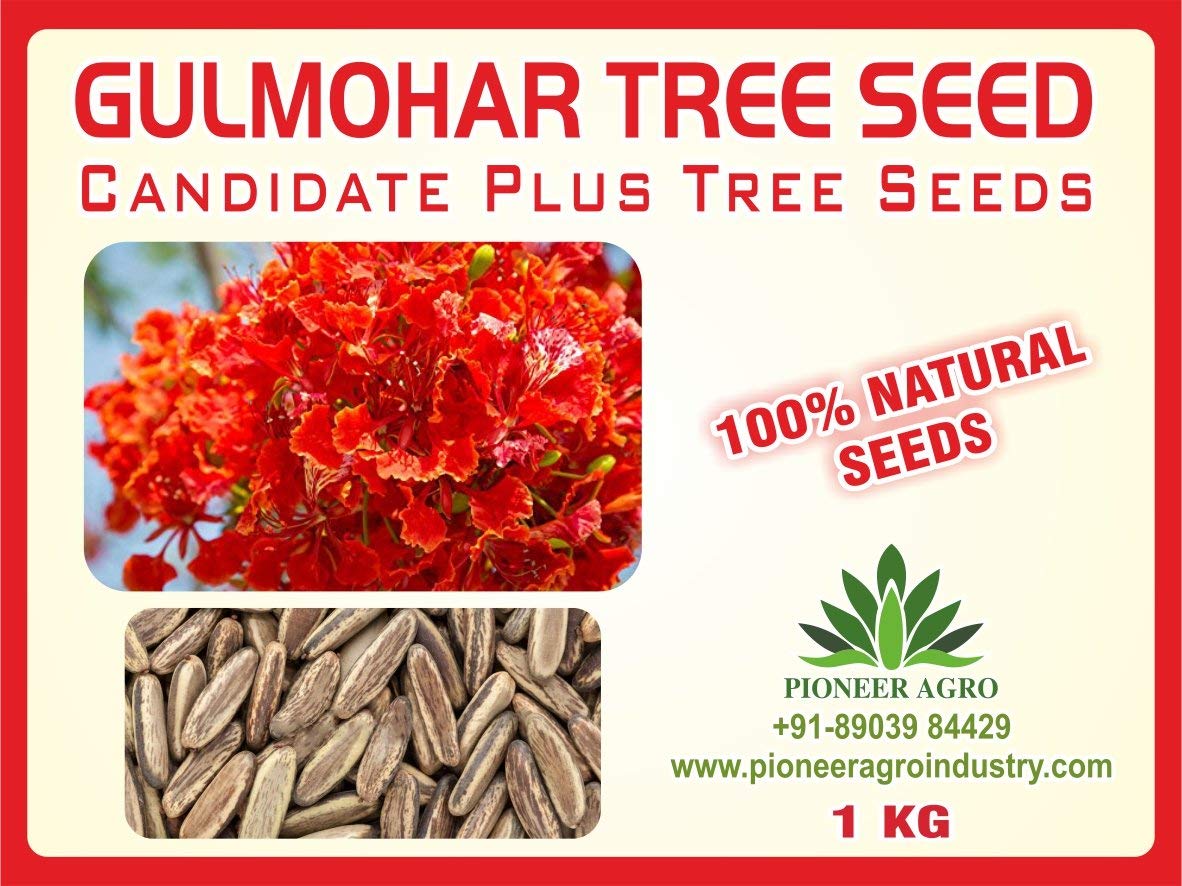 gulmohar1