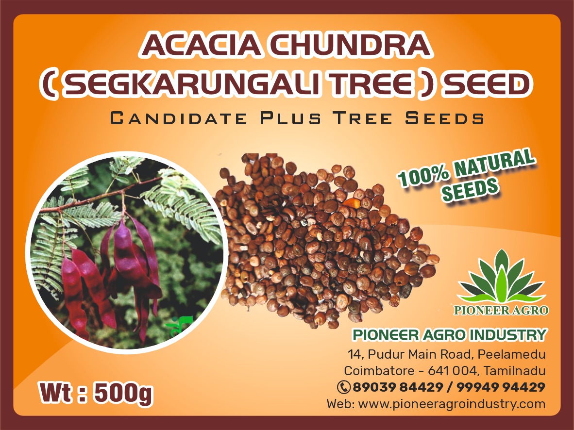 Acacia Chundra Segkarungali