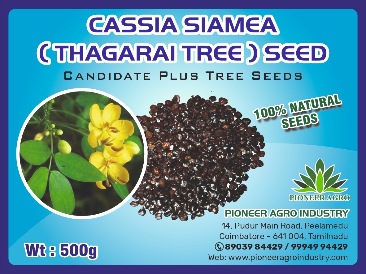 Cassia Siamea Thagarai