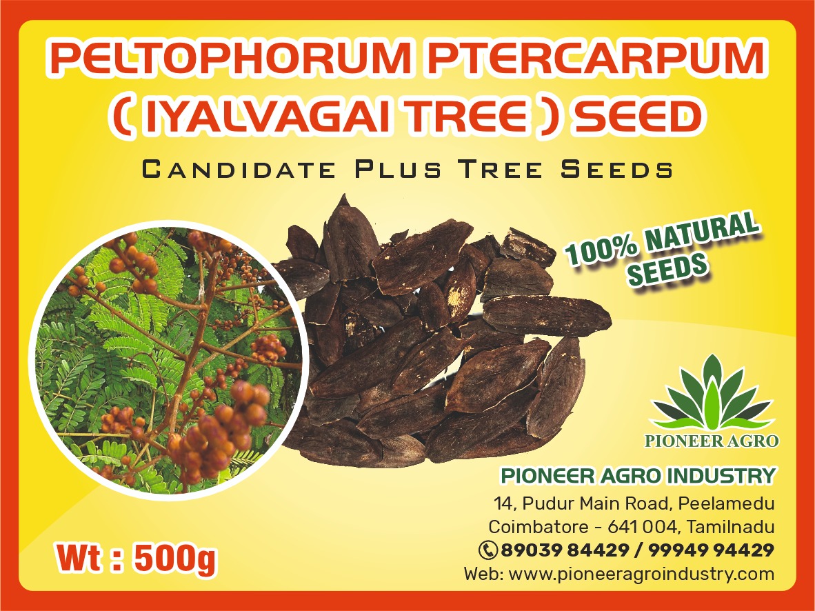 Peltophorum Pterocarpum Iyalvagai