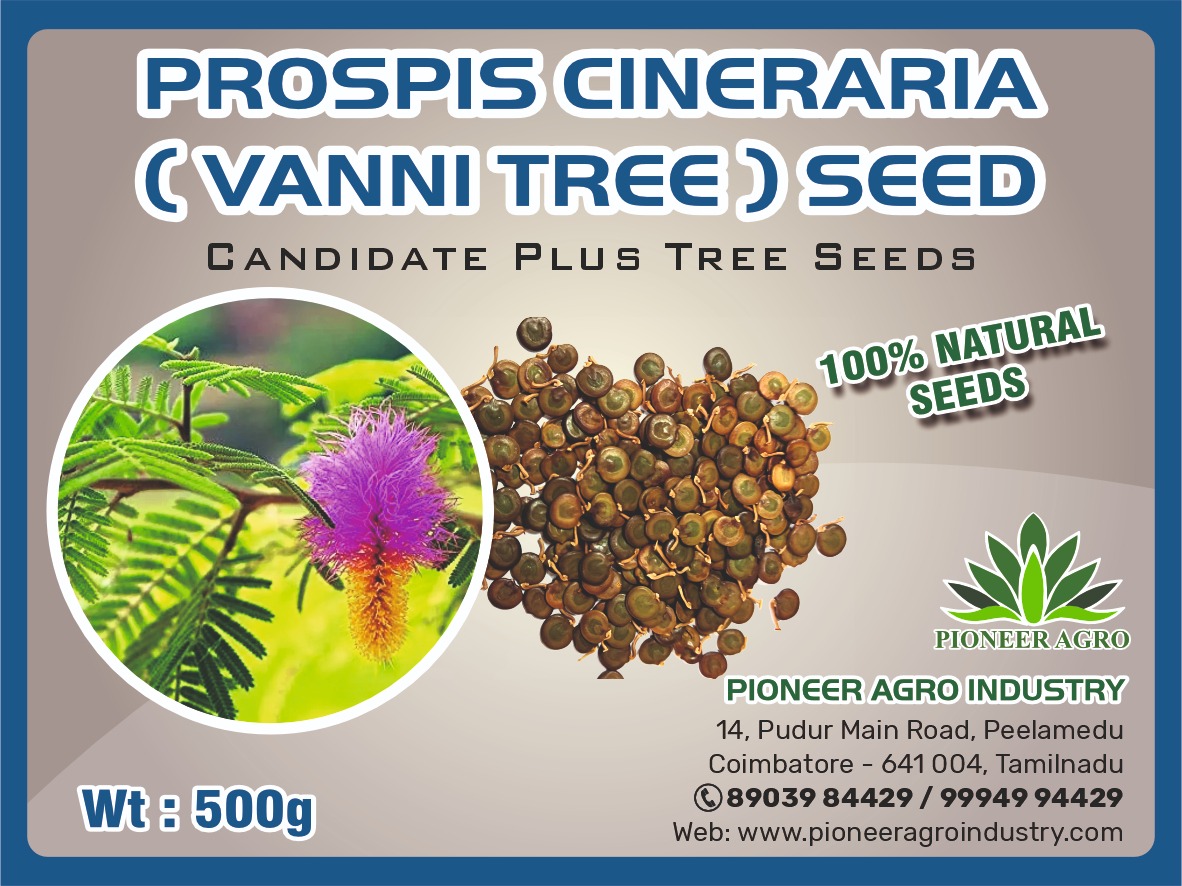 Prosopis Cineraria Vanni