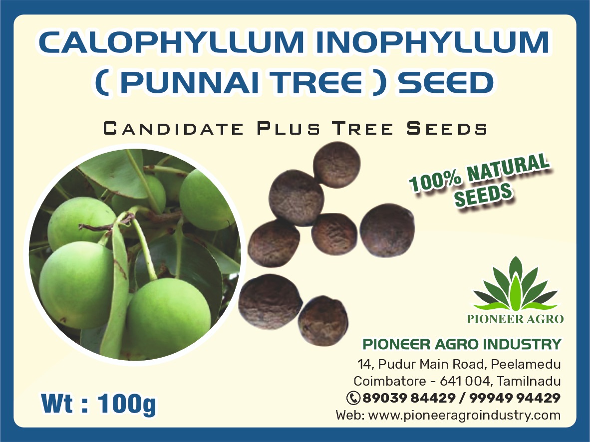 Punnai Tree seeds